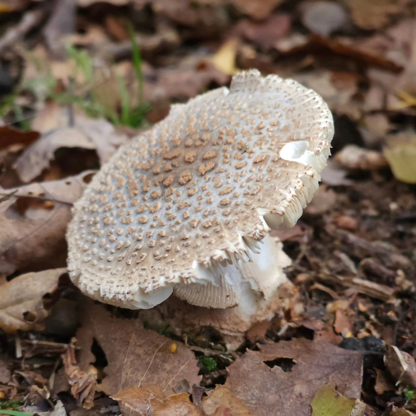 Мухомор шероховатый (Amanita franchetii)