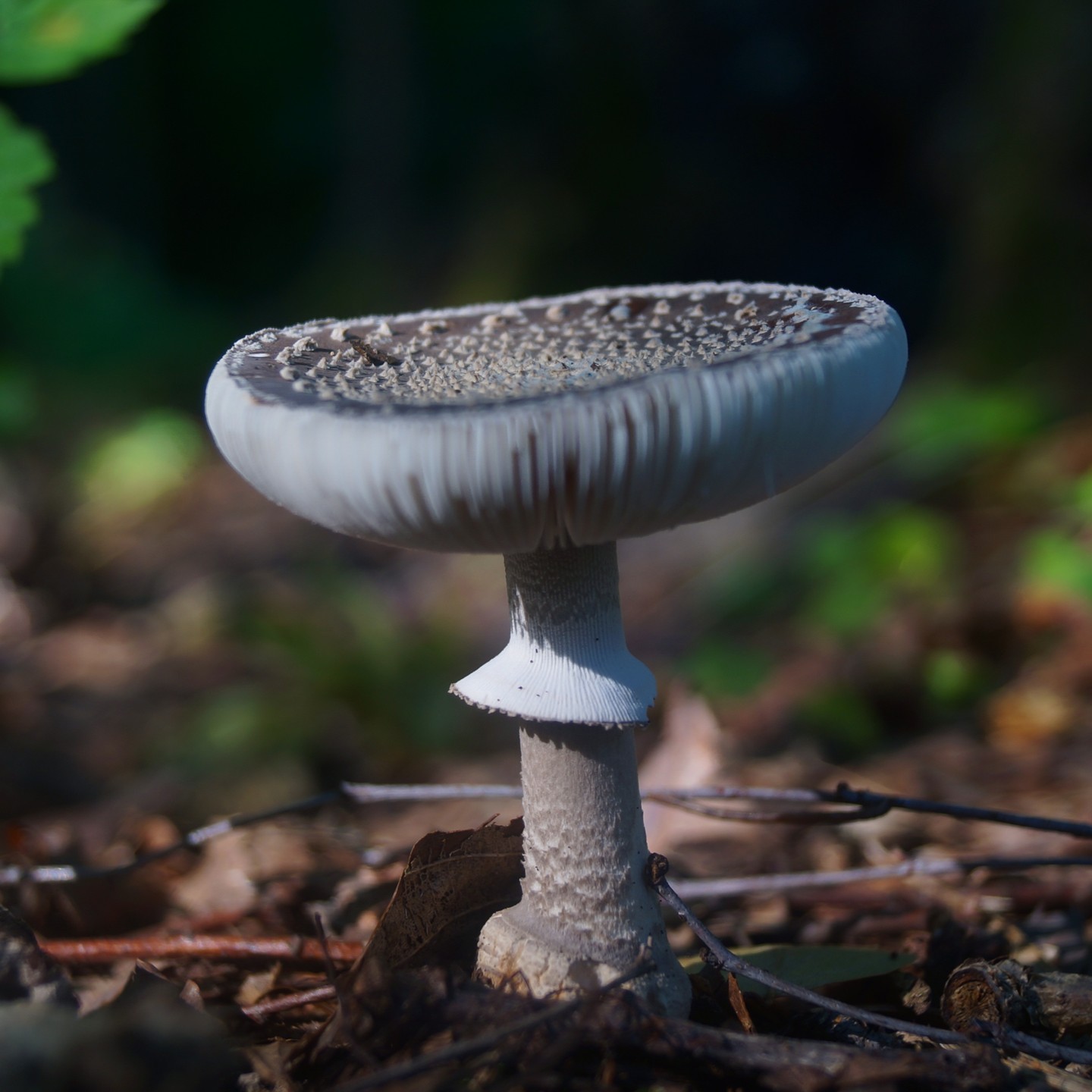 Мухомор коренастый (Amanita excelsa)