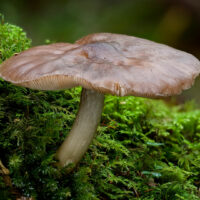 Плютей Поузара (Pluteus pouzarianus)