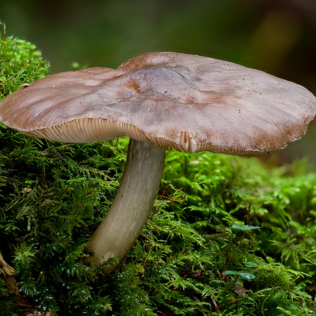Плютей Поузара (Pluteus pouzarianus)