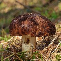 Сыроежка гладкокожая (Russula mustelína)