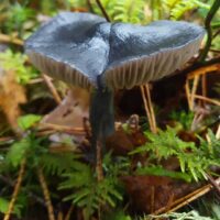 Энтолома красивая (Entoloma nitidum)