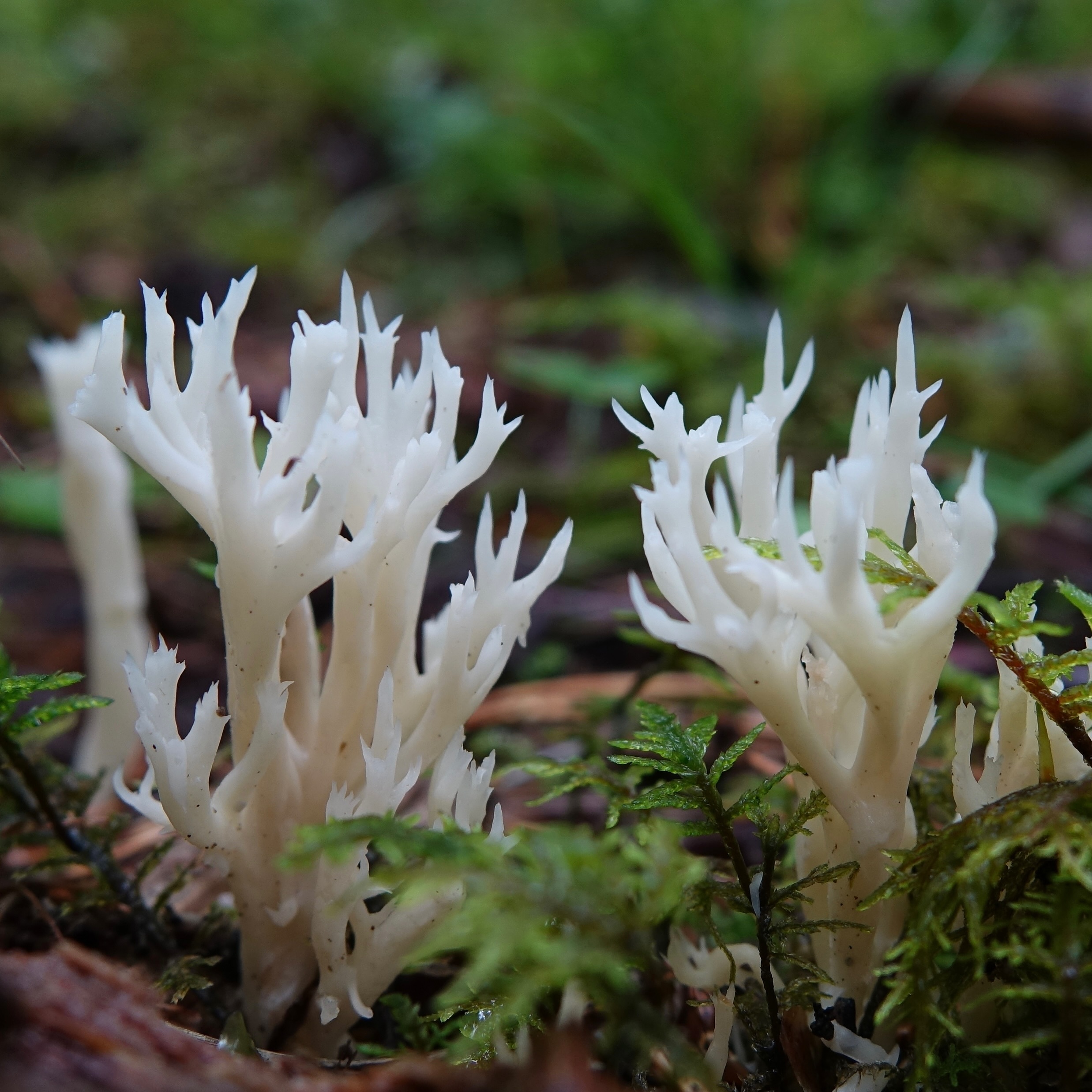 Клавулина коралловидная (Clavulina coralloides)