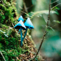 Энтолома Хохштеттера (Entoloma hochstetteri)