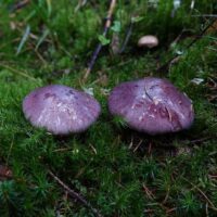 Паутинник водянисто-голубой (Cortinarius cumatilis)