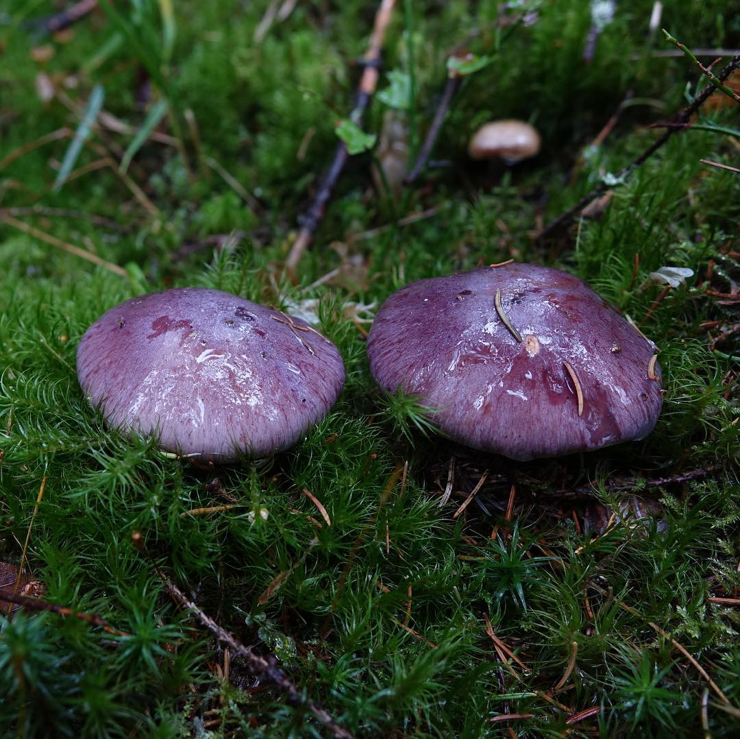 Паутинник водянисто-голубой (Cortinarius cumatilis)