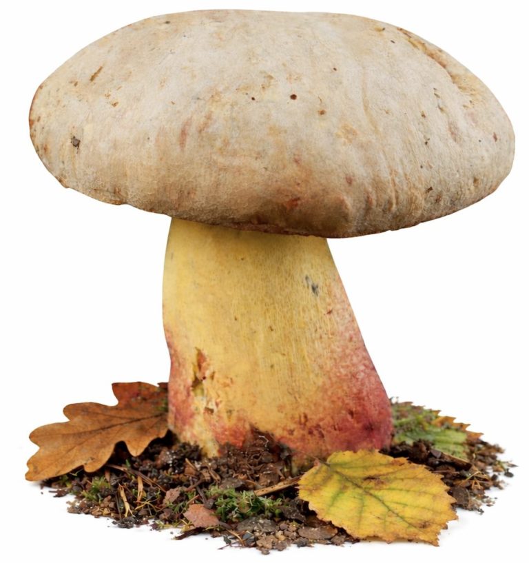 Боровик Фехтнера (Butyriboletus fechtneri)