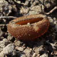 Peziza ampliata