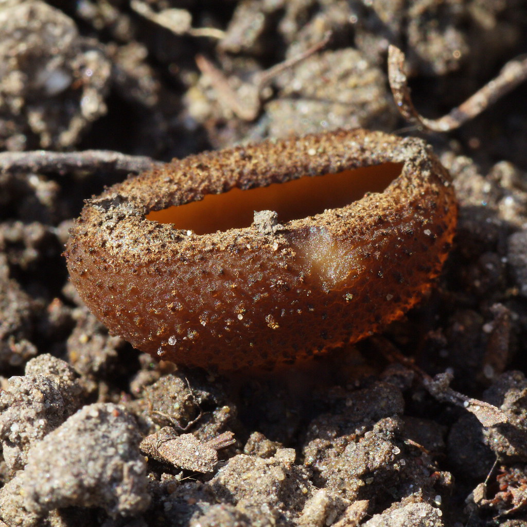 Peziza ampliata
