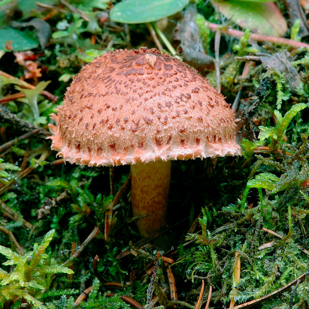 Рядовка бородатая (Tricholoma vaccinum)