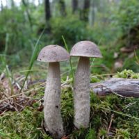 Подберёзовик дымчатый (Leccinum schistophilum)