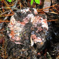 Гигрофор багровеющий или багряный (Hygrophorus purpurascens)
