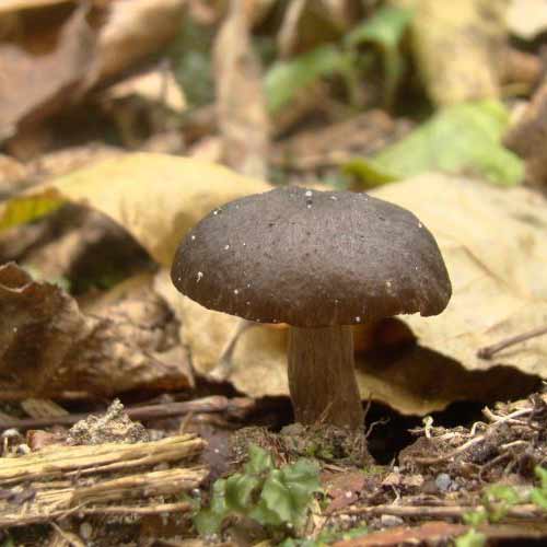 Псевдоговорушка бескидская (Pseudoclitocybe beschidica)