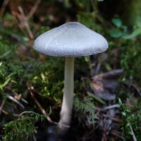 Вольвариелла серо-голубоватая (Volvariella caesiotincta)