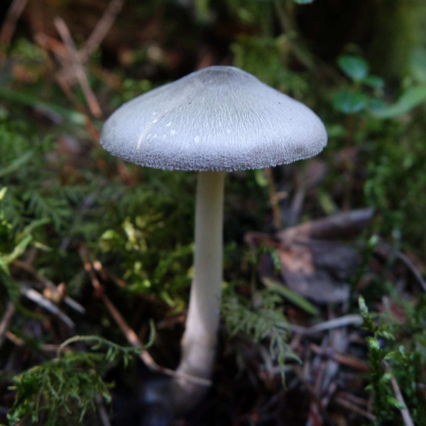 Вольвариелла серо-голубоватая (Volvariella caesiotincta)