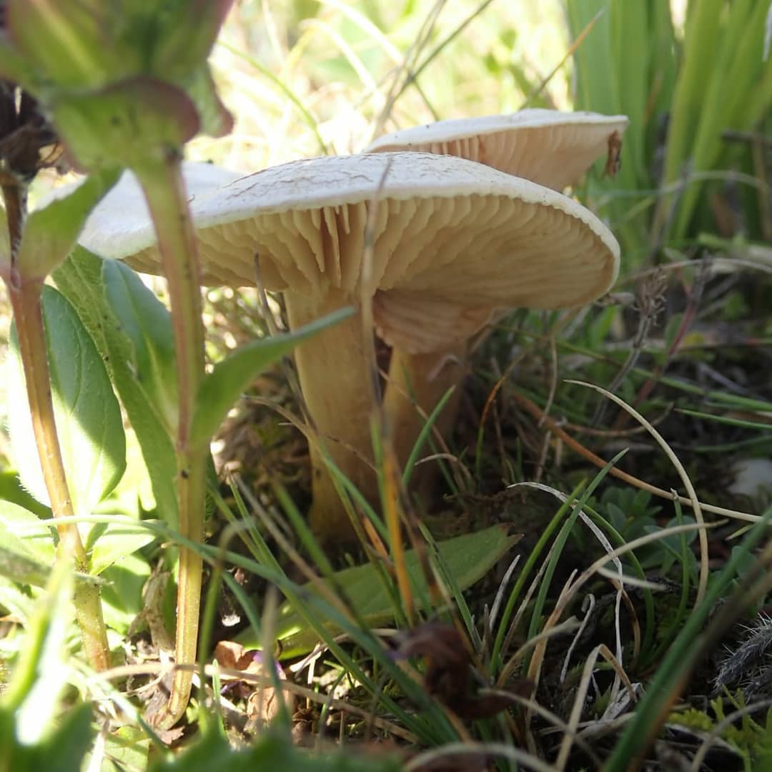 Энтолома эксцентрическая (Entoloma excentricum)