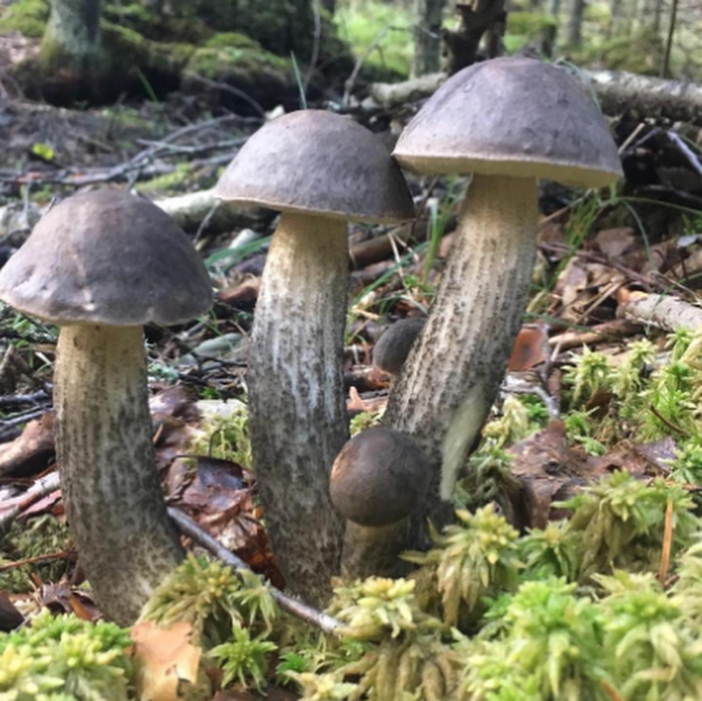 Подберезовик розовеющий (Leccinum roseofractum)