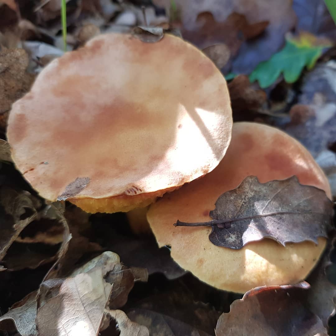 Моховик моравский (Xerocomus moravicus)