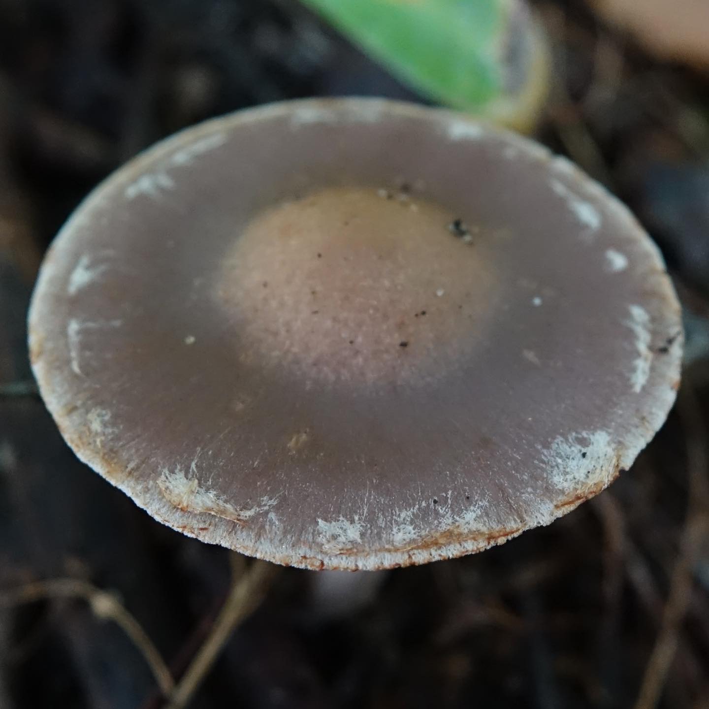 Паутинник тусклый (Cortinarius saturninus)