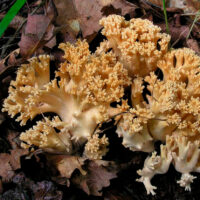Рамария затупившаяся (Ramaria obtusissima)
