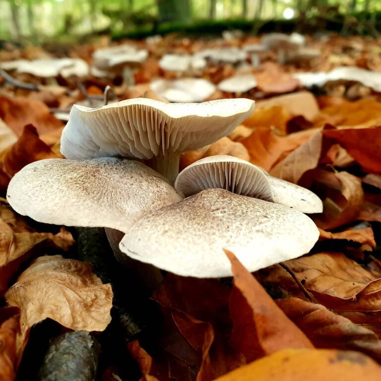 Рядовка серебристая (Tricholoma scalpturatum)