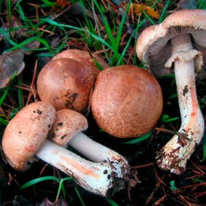 Шампиньон темно-красный (Agaricus haemorroidarius)