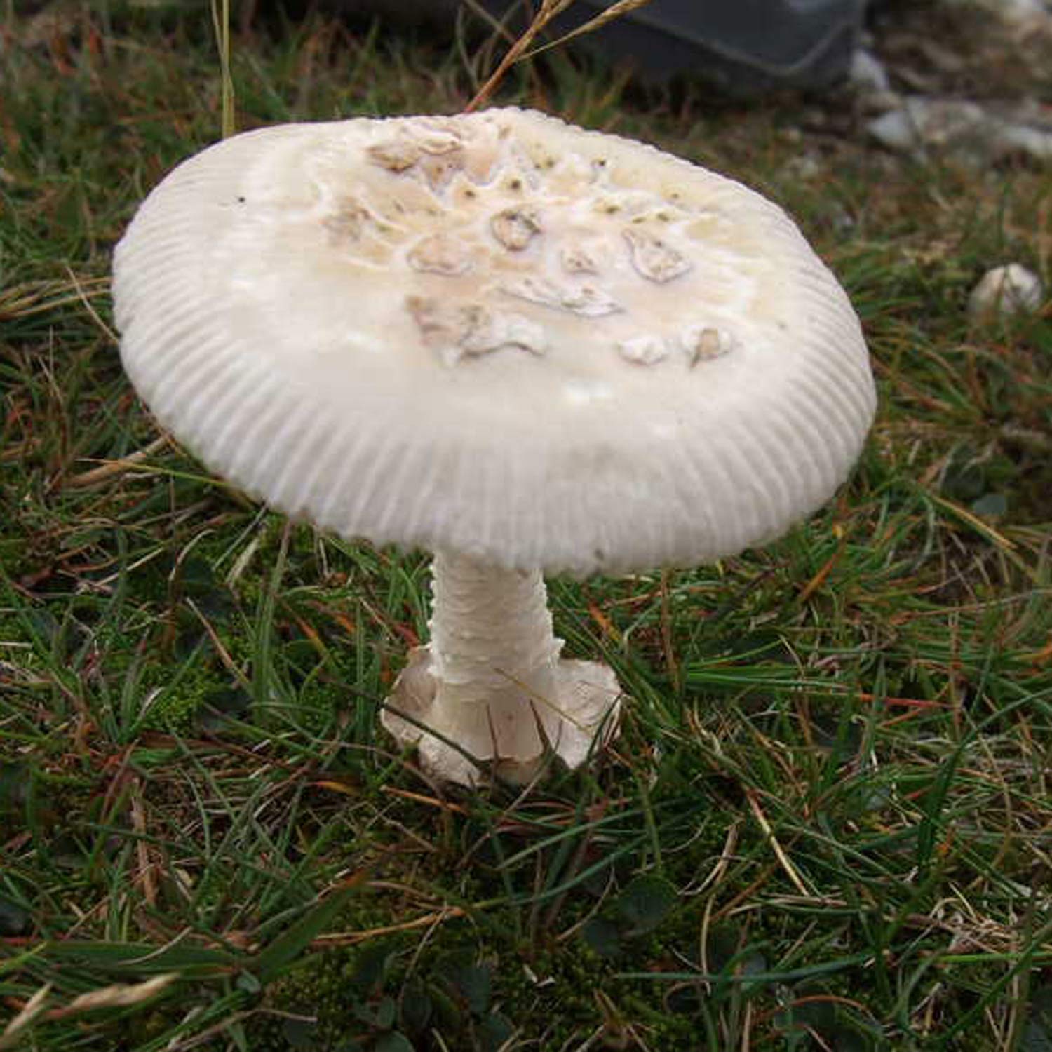 Поплавок белоснежный (Amanita nivalis)