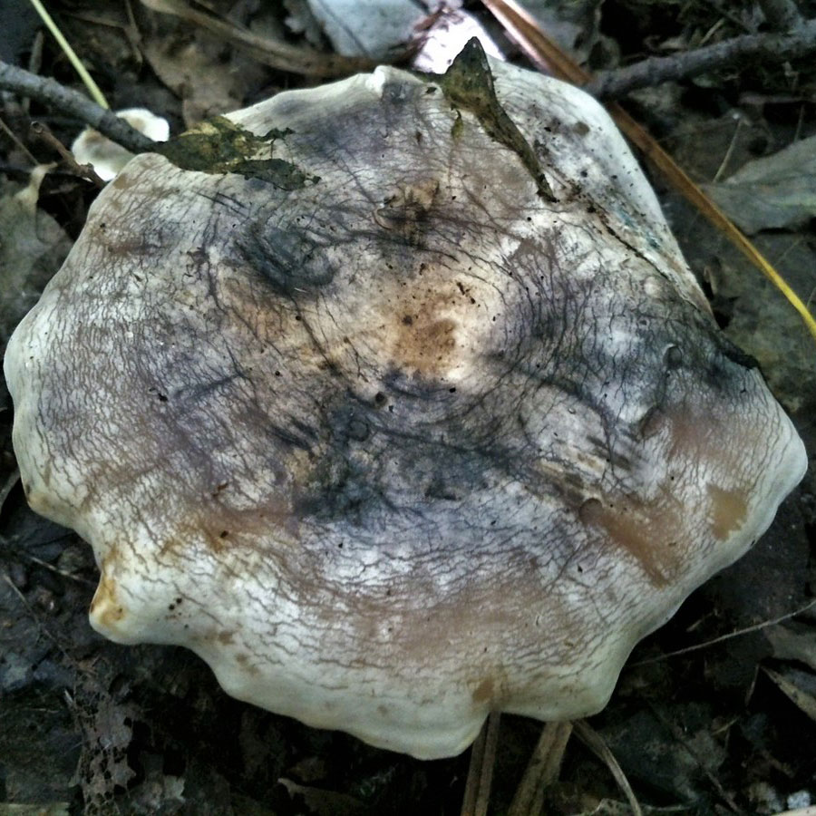Серопластинник горький (Clitocella popinalis)