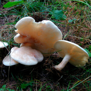 Говорушка листолюбивая (Clitocybe phyllophila)