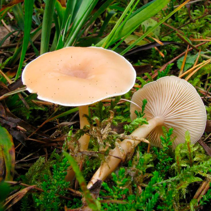 Говорушка просвечивающая (Clitocybe diatreta)