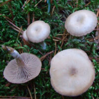 Говорушка серая (Clitocybe metachroa)