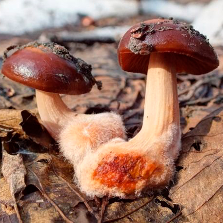 Коллибия подснежная (Gymnopus vernus)