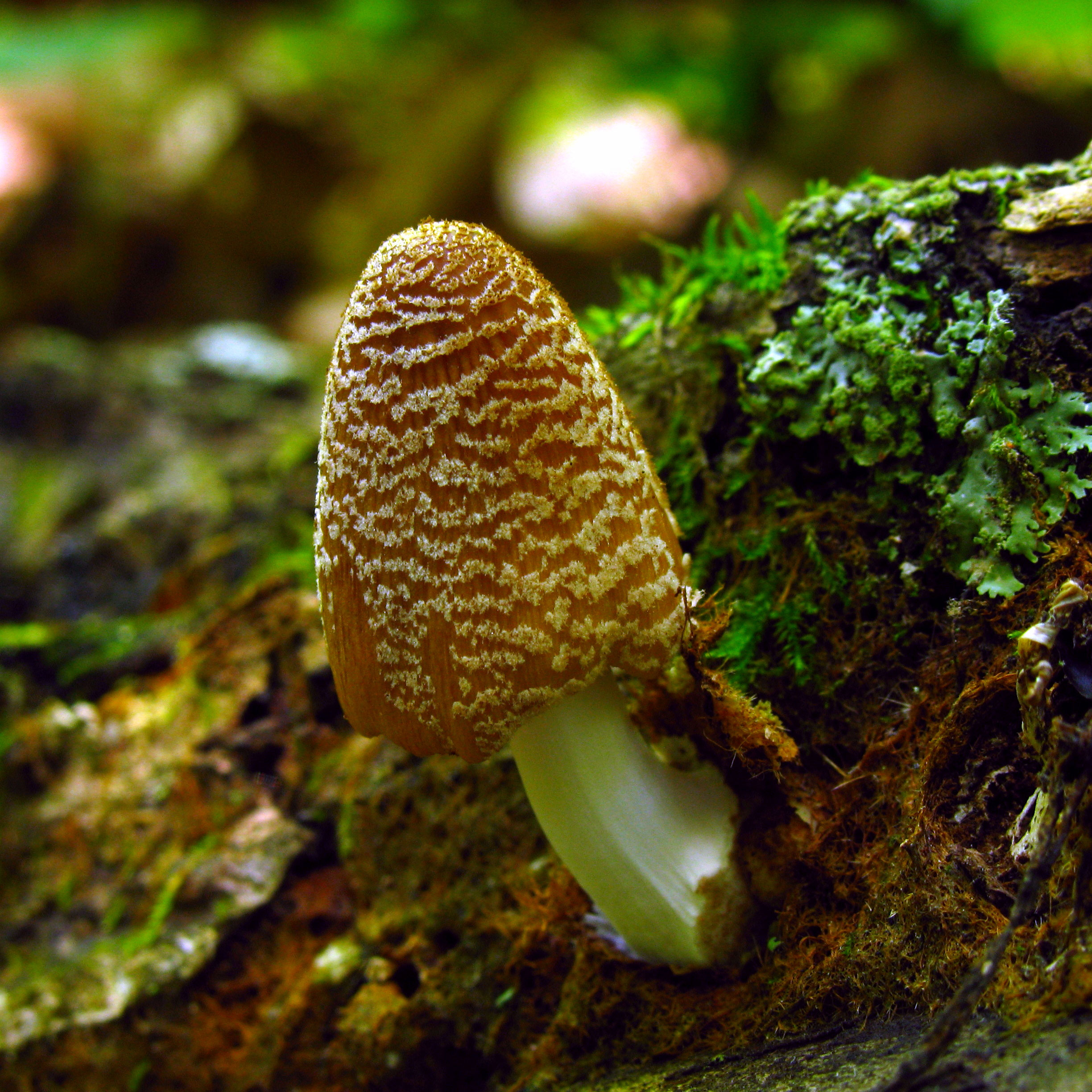 Навозник домашний (Coprinellus domesticus)