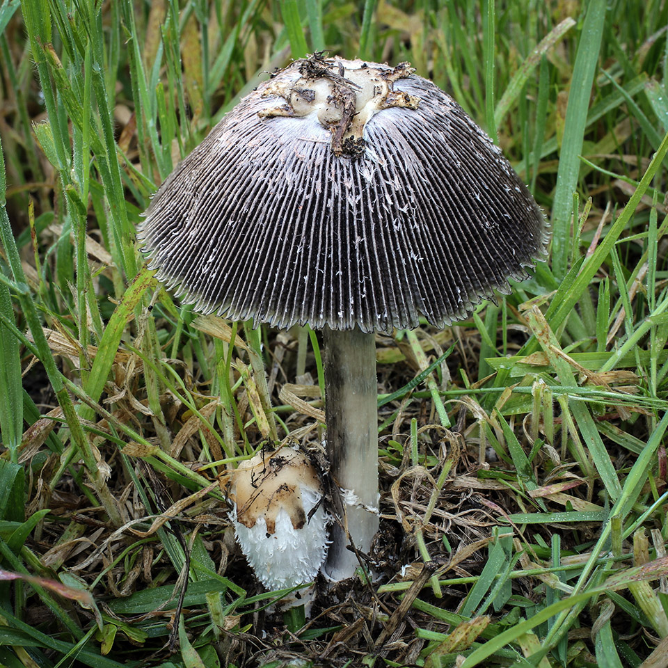 Навозник колпачковый (Coprinus calyptratus) 
