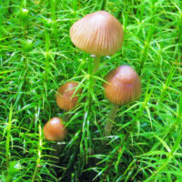 Навозник складчатый (Parasola plicatilis)