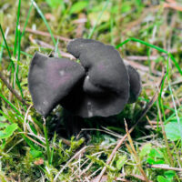 Лопастник ямчатый (Helvella lacunosa)