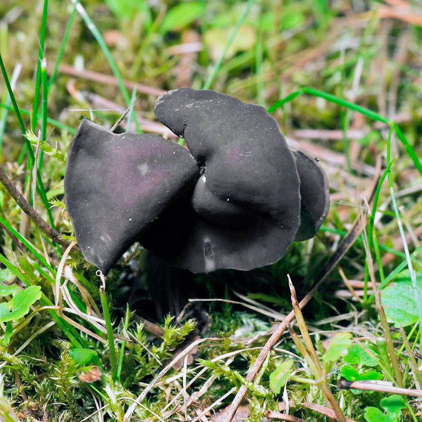 Лопастник ямчатый (Helvella lacunosa)