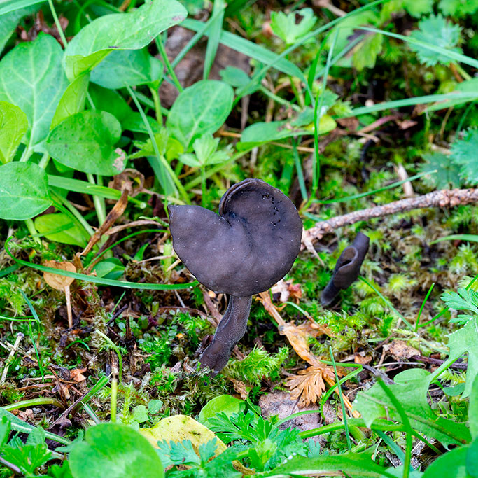Лопастник чёрный (Helvella atra)