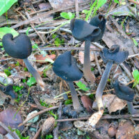 Лопастник чёрный (Helvella atra)