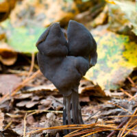 Лопастник ямчатый (Helvella lacunosa)