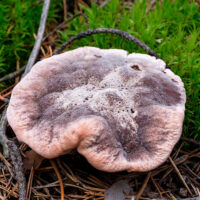 Гиднеллум ржавчинный (Hydnellum ferrugineum)