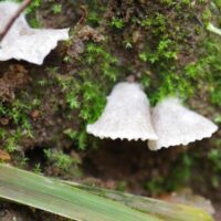 Энтолома войлочноокутанная (Entoloma byssisedum)