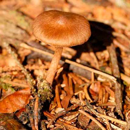 Волоконница похожая (Inocybe assimilata)