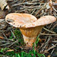 Рыжик японский (Lactarius japonicus)