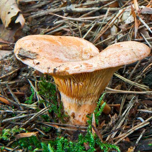 Рыжик японский (Lactarius japonicus)