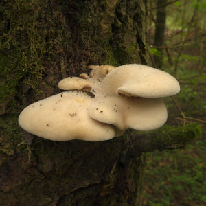 Лигномицес ветлинский (Lignomyces vetlinianus)