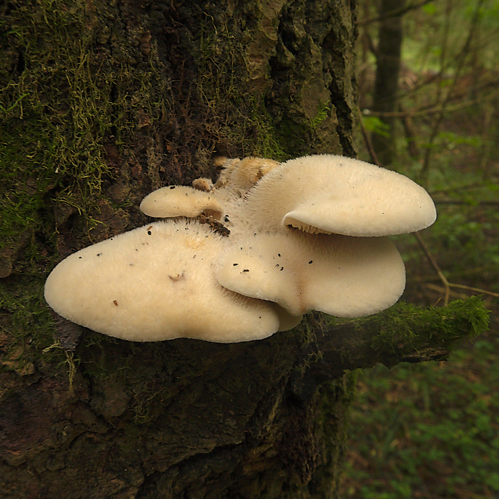 Лигномицес ветлинский (Lignomyces vetlinianus)