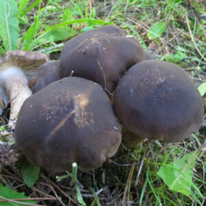Лиофиллум панцирный (Lyophyllum loricatum)
