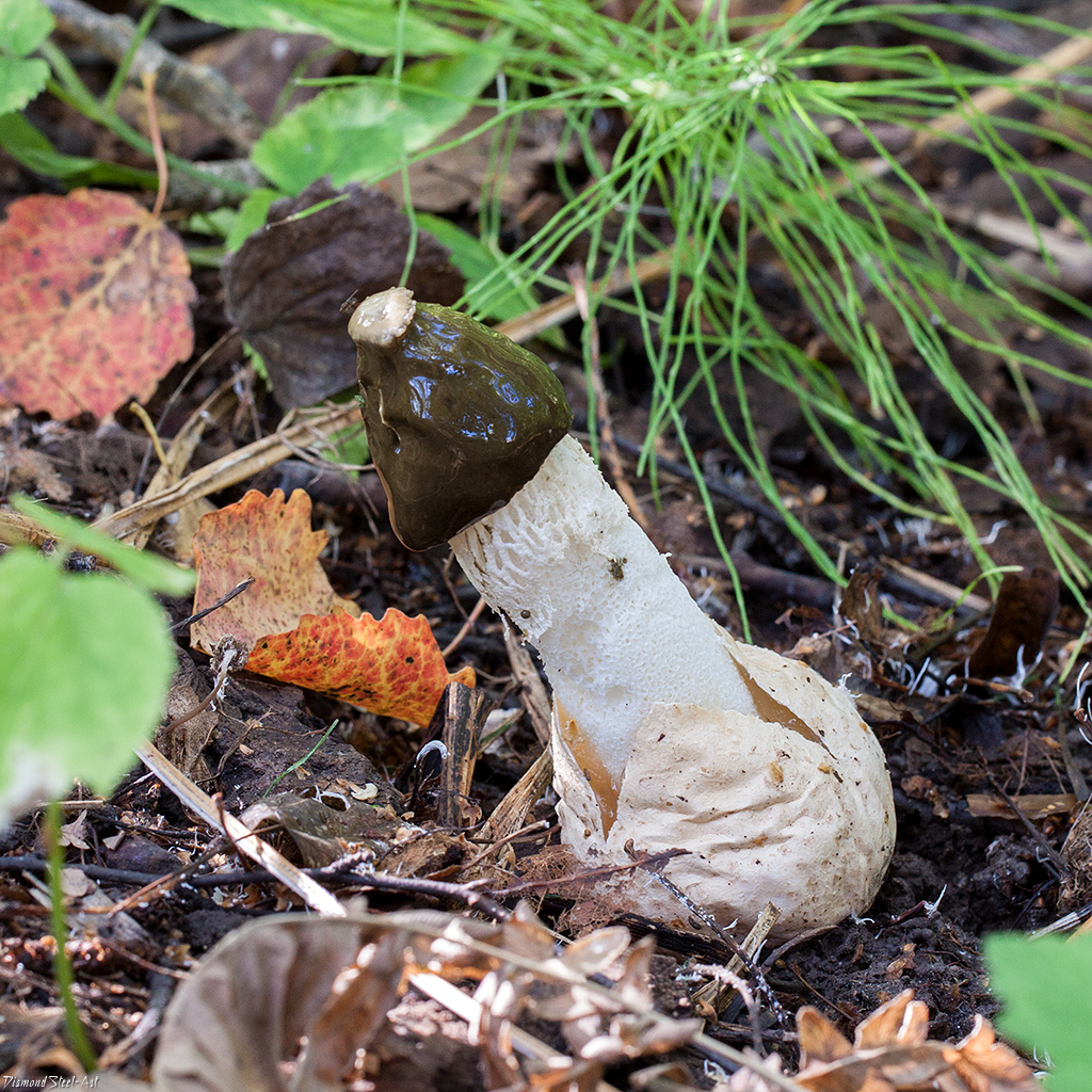 Веселка, одетая в тогу (Phallus impudicus var. togatus)