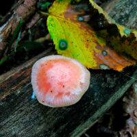 Родотус дланевидный (Rhodotus palmatus)